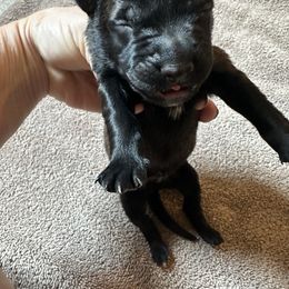 Lime green - Fawn sable male Belgian Malinois puppy in Saint Amant, Louisiana from Mercy Kennels