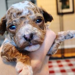 Jacob - Red  male Goldendoodle puppy in Bountiful, Utah from Red Brick Doodles