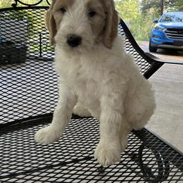 Boy 1 - Goldendoodle puppy in Moss Point, Mississippi from Ruby’s Doodles of Mississippi