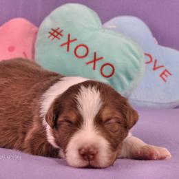 Australian Shepherd Puppies from Dovehawk Australian Shepherds