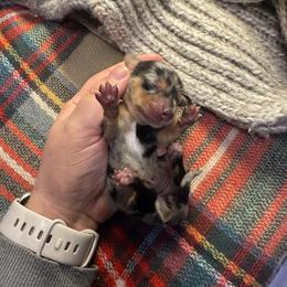 Bandit Girl - Dapple female Dachshund puppy in Guthrie, Oklahoma from Kingdom Mini Dashchunds