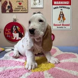 Sonny - Red and white male Basset Hound puppy in Pilot Mtn, North Carolina from Lowdown Love Basset Hounds