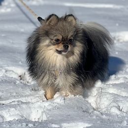 Binx - Pomeranian