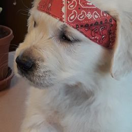 Golden Retriever Puppies from Fiddle In Gold Retrievers