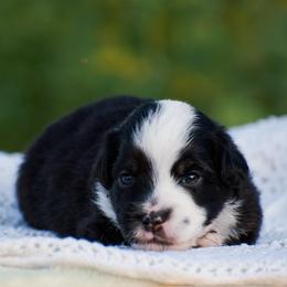 Nemo - Black tri male Miniature American Shepherd puppy in Chocowinity, North Carolina from Foxtail Hollow