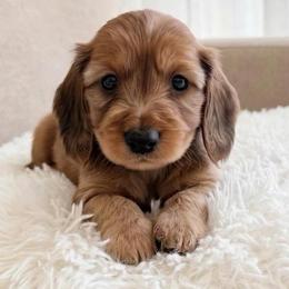Bella - Red female Dachshund puppy in Richmond, Virginia from Irresistible Dachshunds & Cavaliers