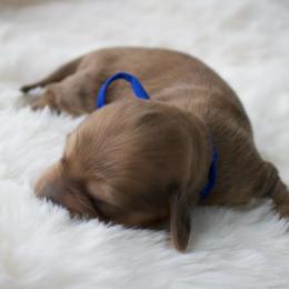 Sonny - Dapple male Dachshund puppy in Morrow, Ohio from Courtney’s Colorful Doxies