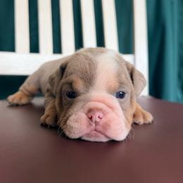 Lilac Tri Male - Lilac tri-color male Bulldog puppy in Hartshorne, Oklahoma from Jena Edmond