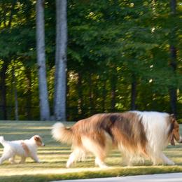 Collie puppies from Whitehall Collies