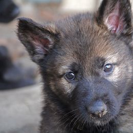 German Shepherd Puppies from Vom Anfang German Shepherds