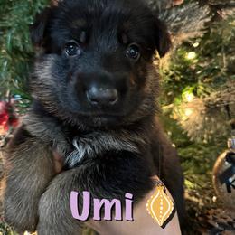 Umi - Black and red female German Shepherd puppy in Graham, Washington from Wildeflecken Shepherds