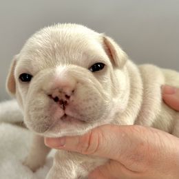 French Bulldogs from 49 North French Bulldogs