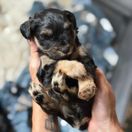 Joey - Black male Miniature Schnauzer puppy in Miami, Florida from Chiquiticos Shnauzers