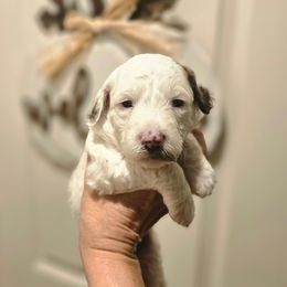 Remie - Parti male Poodle puppy in Casa Grande, Arizona from Arizona's Once Upon A Boston and Poodle ❤️