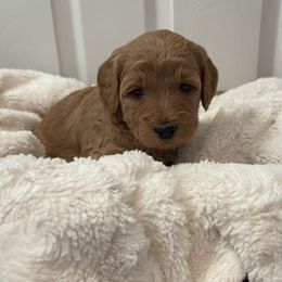 Goldendoodle Puppies from Patton Doodles