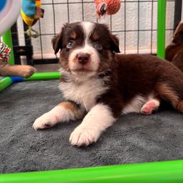 Green - Red tri female Miniature Australian Shepherd puppy in Arizona from Country Charm Mini Aussies