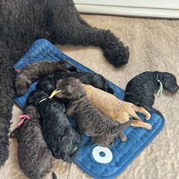 Goldendoodle puppies from Dream Lake Doodles