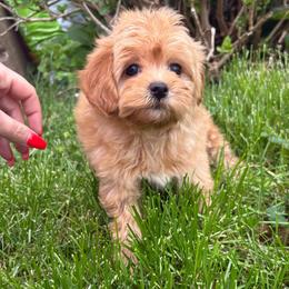 Cinnamon - Red female Maltipoo puppy in Feasterville Trevose, Pennsylvania from HMH’s Maltipoos & Cavaliers