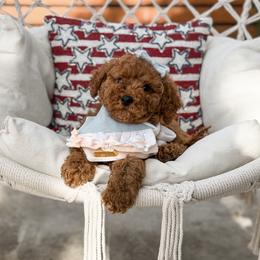 Pink collar girl - Red  female Goldendoodle puppy in Spokane, Washington from Dream Doodles in Spokane WA