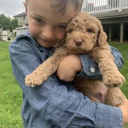 Goldendoodle Puppies from Aimee Schamback