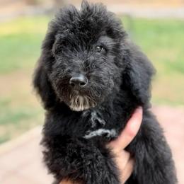 Zeus - Black male Goldendoodle puppy in Twin Falls, Idaho from Burrow & Bone