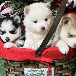 Milky white girl - Chocolate female Pomsky puppy in Enid, Oklahoma from Mile Hi Pomskies