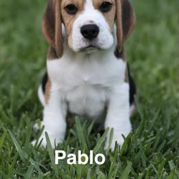 Pablo - Black tan and white male Beagle puppy in Palm City, Florida from VR Wanderlust Beagles