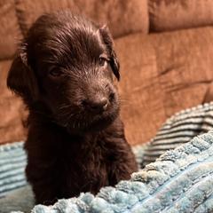 Sapphire - Black female Flat-Coated Retriever puppy in Saxapahaw, North Carolina from Banquo