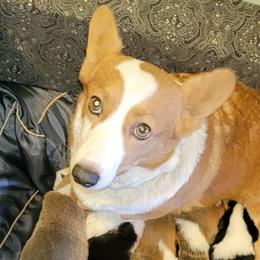 Yinyang - Pembroke Welsh Corgi