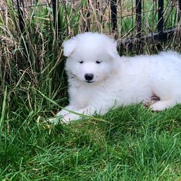 Samoyed Puppies from Starlite Samoyeds
