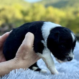 Avery - Black and white male Border Collie puppy in East Ellijay, Georgia from Nine Peaks Border Collies