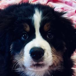 Bernese Mountain Dogs from Julia Bonds