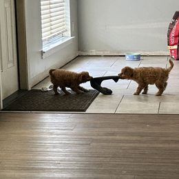 Boxer and Cavapoo Puppies from Acadian Kennels