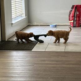 Boxer and Cavapoo Puppies from Acadian Kennels