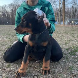 Grey collar boy HM - Black and rust Doberman Pinscher puppy in Knox, Indiana from Double River Dobermans