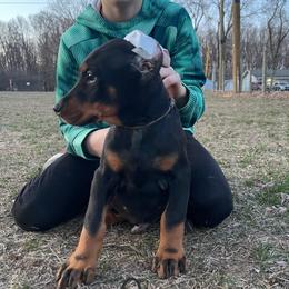 Grey collar boy HM - Black and rust Doberman Pinscher puppy in Knox, Indiana from Double River Dobermans