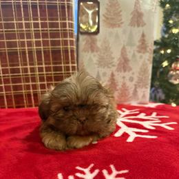 Colombia - Liver female Shih Tzu puppy in Success, Missouri from Sweet Success
