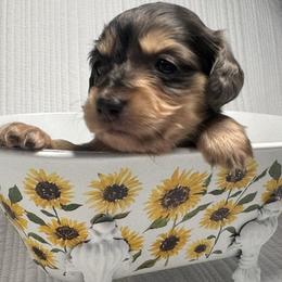 Prince - Dapple male Dachshund puppy in Lake Wales, Florida from Kirchberg Mini Farm