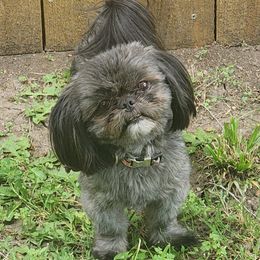 Bear - Shih Tzu