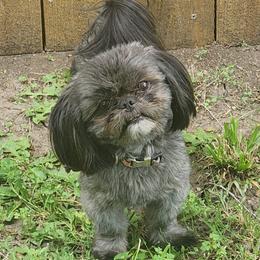 Bear - Shih Tzu