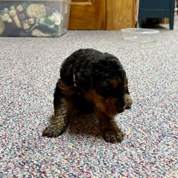 White - Black and tan male Airedale Terrier puppy in Hackettstown, New Jersey from Allie’s Airedales