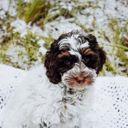 Boy 1 - Brown roan and tan male Cockapoo puppy in Dixon, Montana from Super Z Kennels