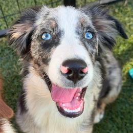 Saber - Blue merle male Miniature American Shepherd puppy in Garysburg, North Carolina from Schaefer's Miniature American Shepherds