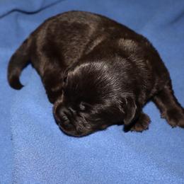 Thorn - Chocolate male Labrador Retriever puppy in Camden, Indiana from Camden's Caring Canines
