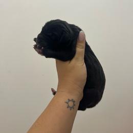 Light pink - Black female Great Dane puppy in Miami, Florida from RP DANES