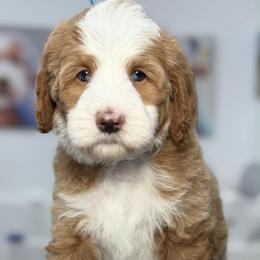 Teal-nugget - Red male Bernedoodle puppy in Yuciapa, California from AlltheDoodlez_