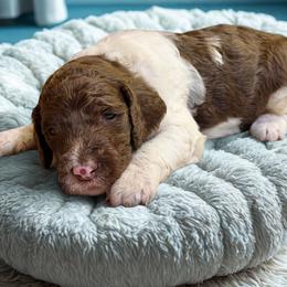 Blocks - Parti male Goldendoodle puppy in Ellenburg Center, New York from Kristin's Puppies