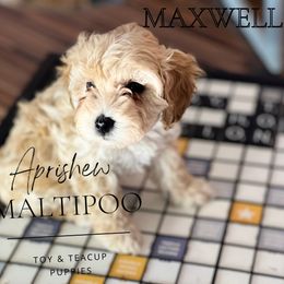 Harvey Specter - Apricot Maltipoo puppy in Weatherford, Texas from Aprishew Maltipoo