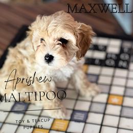 Harvey Specter - Apricot Maltipoo puppy in Weatherford, Texas from Aprishew Maltipoo