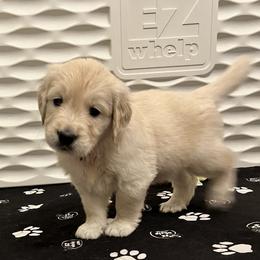 Purple collar - Light golden female Golden Retriever puppy in Ingleside, Texas from Sweetbay Goldens